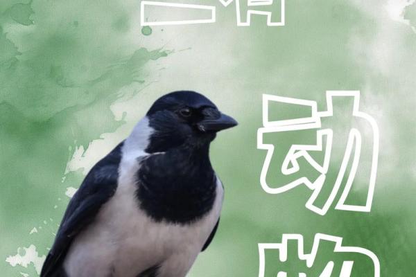 殊途同归打一生肖是什么意思？具体指的是哪个动物？