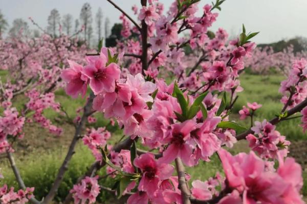 人面桃花什么生肖(人面桃花什么生肖开过)