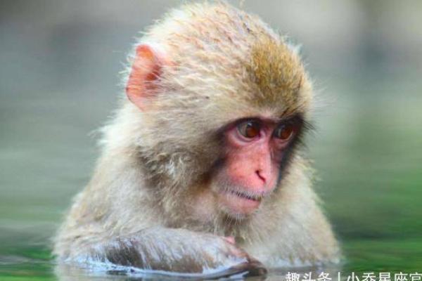 绝处逢生的三大生肖 绝处逢生的生肖动物