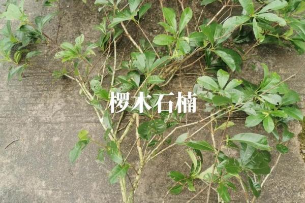 石楠最忌三种属相 石楠最怕什么