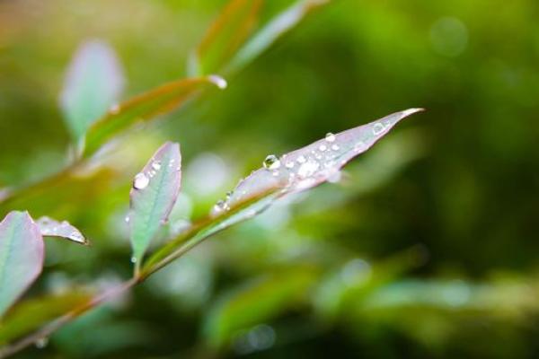 秋雨绵绵打一生肖