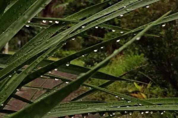 秋雨绵绵打一生肖