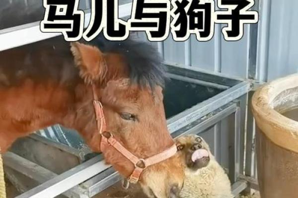 男马女狗的属相合不合 马和狗在一起谁带财