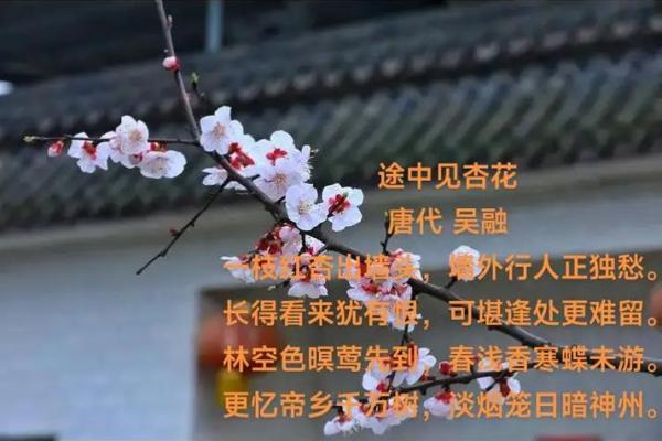 如何解读诗句梅花杏花照玉堂所暗指的生肖含义？