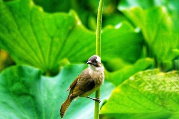 ‌春蚓秋蛇是什么生肖 → 蛇（蛇行蚓曲，春去秋来）‌