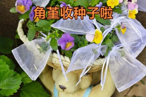 角堇什么生肖不能养 角堇什么品种好