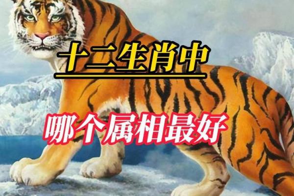 命最好的三大属相 命运最好三大属相