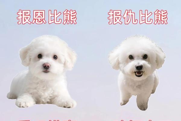 ‌知恩图报打一正确生肖‌：狗（忠犬护主，衔环报恩）