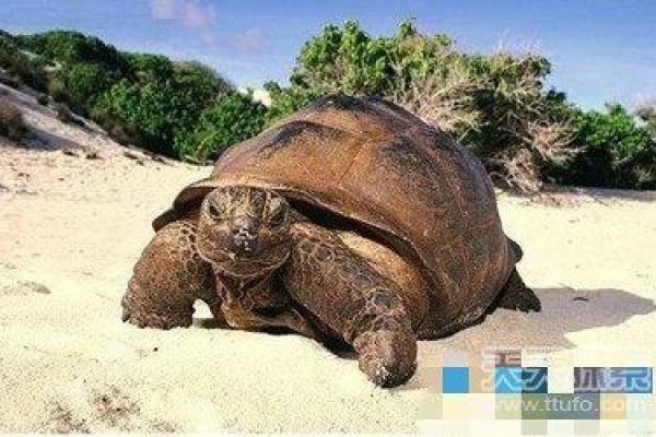 说长道短打一动物谜底揭晓，原来是它背后的故事你知道吗