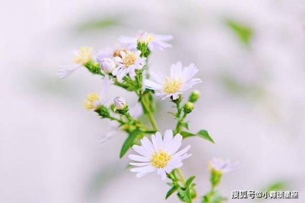 贵族气质的三大生肖女 贵族气质的长相