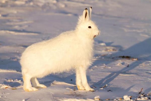 冰天雪地打一生肖(冰天雪地打一生肖什么动物)