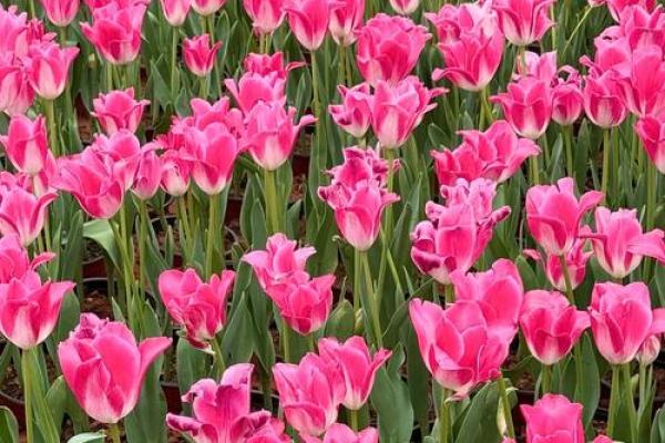 花齐放是什么生肖 花齐放的意思