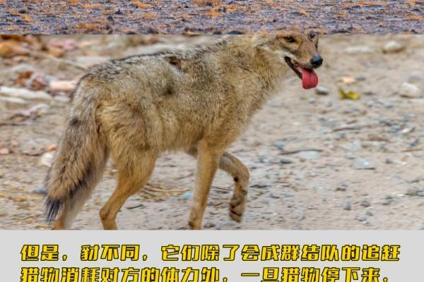 乌烟瘴气形容的是哪种动物，它的生活习性是什么？