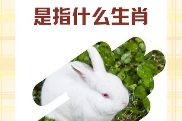 说长道短指的是哪个生肖动物？求完整谜底解析和原因
