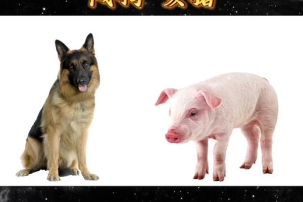 成语可乘之隙”具体指的是哪个生肖动物，它的深层含义和生肖性格解析
