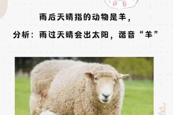 雨打灯笼着个谜语到底指的是哪个生肖动物呢求高手解答