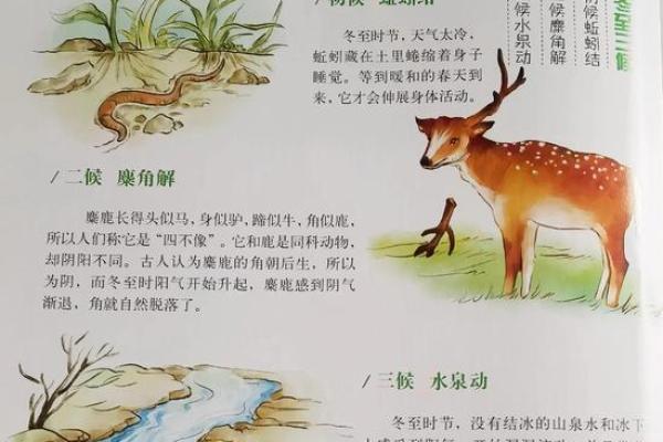 冬至打一生肖正确答案是什么，具体怎么解释？