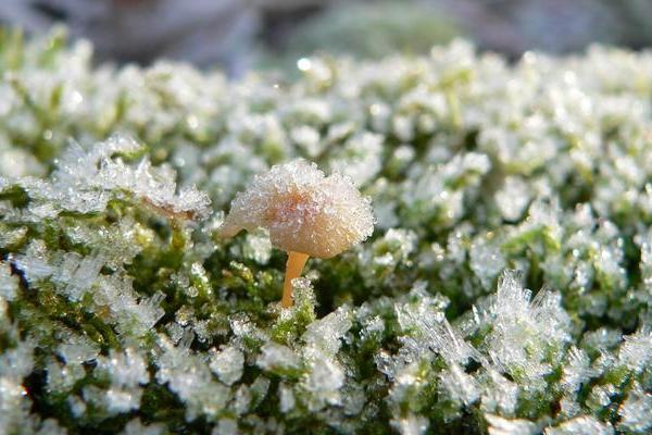 跋山涉水打一生肖正确答案揭晓，到底是哪个动物？