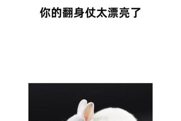 ‌露水夫妻猜一生肖 → 兔（兔情短暂，露水姻缘）‌