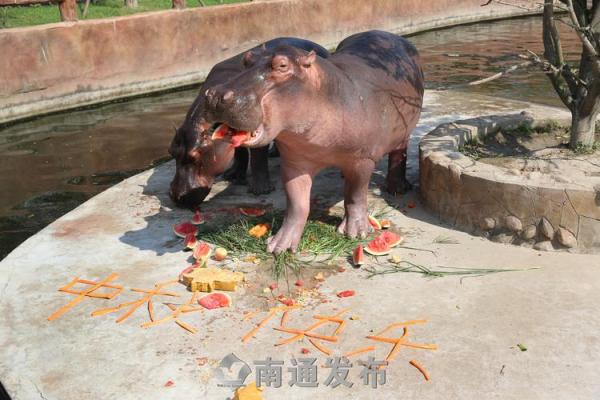 秀才勤读登龙门指的是十二生肖中哪个动物解析