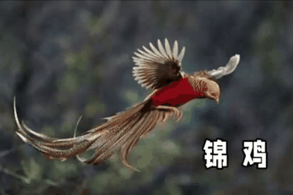 请问根据传统文化解读，代表前程似锦的生肖到底是什么动物？