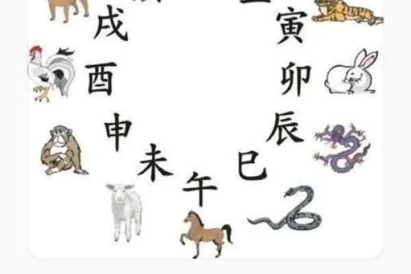 生肖大肖指哪几个生肖 大肖是哪几个生肖