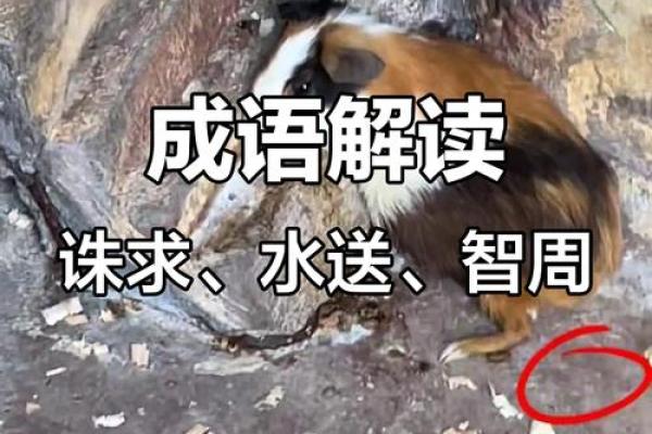 水送山迎正确一个动物(水送山迎正确一个动物生肖)