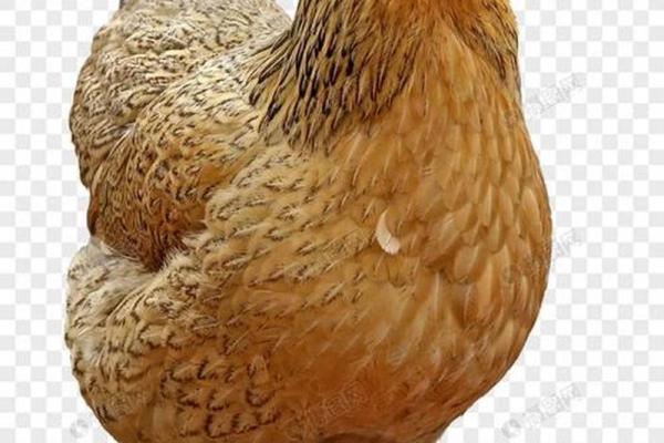 凤头猪肚是什么生肖(凤头猪肚是什么生肖最佳答案)