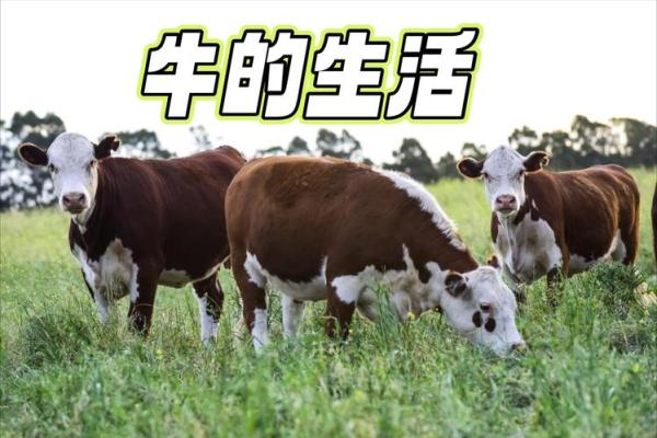 ‌非驴非马是什么生肖 → 牛（牛形驴马，非此非彼）‌