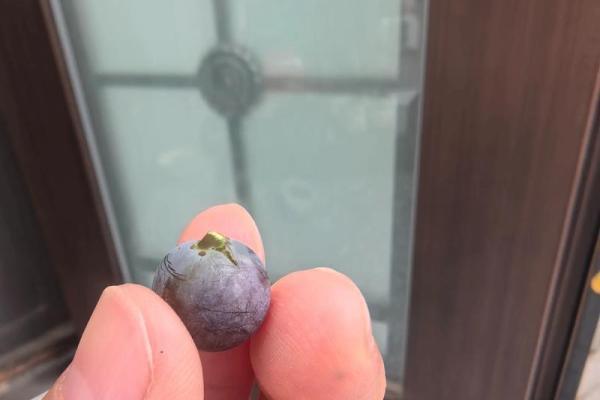 少吃缺穿是什么生肖(少吃缺穿的意思)