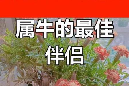 69年和什么属相最配对 1969跟什么属相配最好