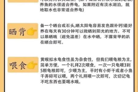 六种属相不能养龟 哪个属相不能养龟
