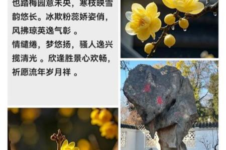 梅花杏花照玉堂是什么生肖 梅花杏花照玉堂打一正确生肖