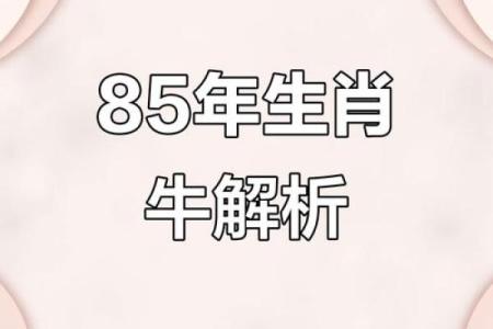 属牛2025年三大喜事85年 1985属牛未来三年