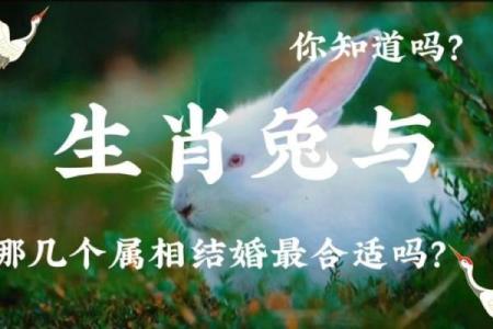 女龙和男兔属相合不合 女龙男兔合不合适婚姻