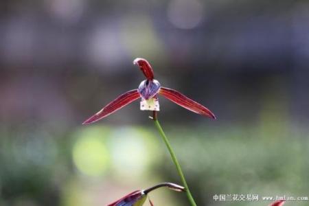 红情绿意是什么生肖(红情绿意的意思解释)
