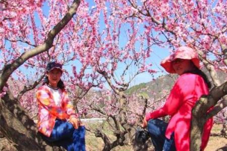 人面桃花什么生肖