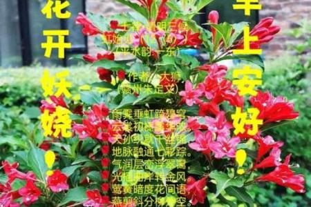 ‌锦上添花打一生肖 → 鸡‌（锦鸡披彩，添花增色）