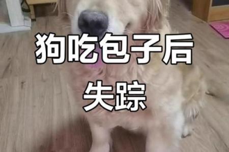 肉包打狗正确生肖是