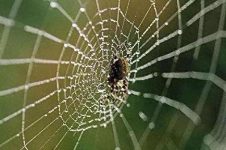 天罗地网打一生肖的谜底解析，正确答案和民间传说是什么？