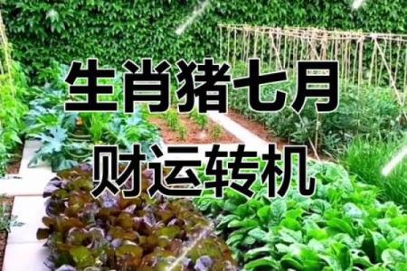 71年猪几月出生最不好 71年属猪几月几日生富贵命
