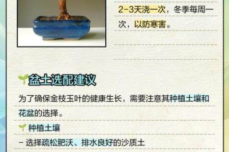 金枝玉叶什么属相不能养 金枝玉叶适合什么人养