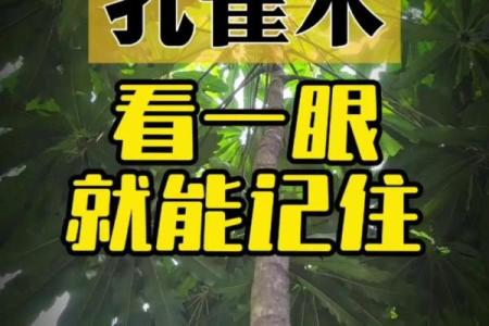 孔雀木最忌三种属相 孔雀木最忌三种属相是什么