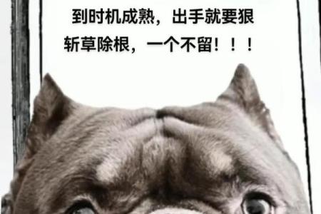 斩草除根打一生肖