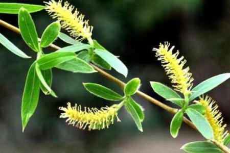 直道守节打一生肖的谜底是什么？具体如何解析着个谜语
