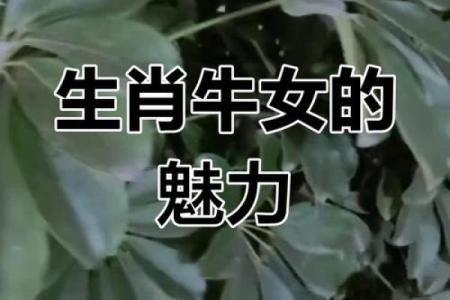 牛女和男马的属相合不合 牛女男马配