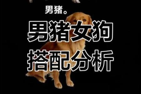 狗男和鼠女属相合不合 男狗女鼠婚姻最终结局