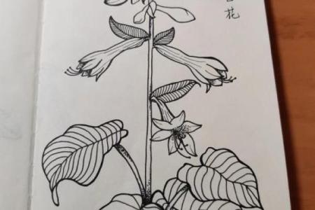 玉簪花最忌三种属相 玉簪花是什么花序