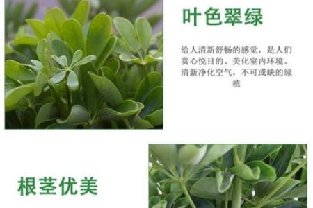 什么属相不能养鸭掌木 家中养鸭掌木有什么好处