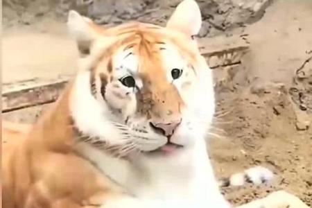 野外风光摄影中哪些生肖动物最容易成为拍摄主角